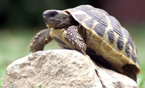 5-reasons-it-is-so-slow 5-reasons-it-is-so-slow