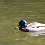 Looking for a mate
