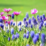 Blooms at the side of the walk
