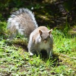 Squirrel on alert