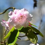 More blossoms
