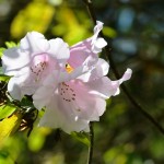 Blossoms on the walk